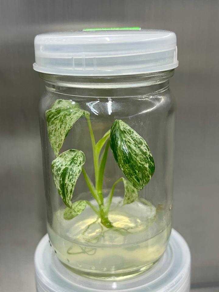 Epipremnum Giganteum Marble Tissue Culture