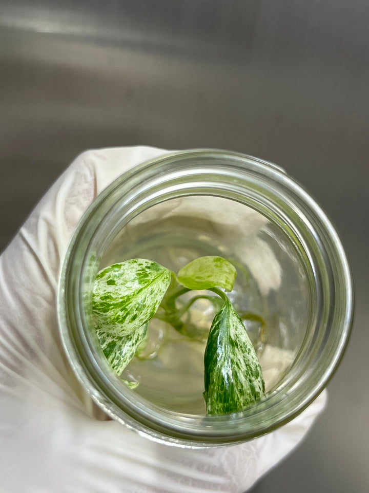 Epipremnum Giganteum Marble Tissue Culture