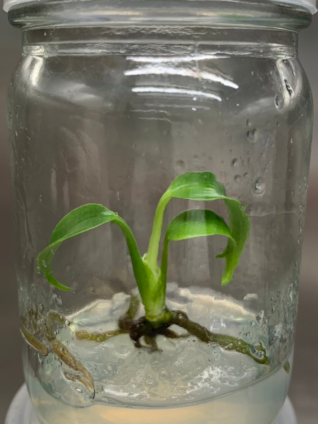 Monstera Burle Marx Flame tissue culture in agar gel within a jar.