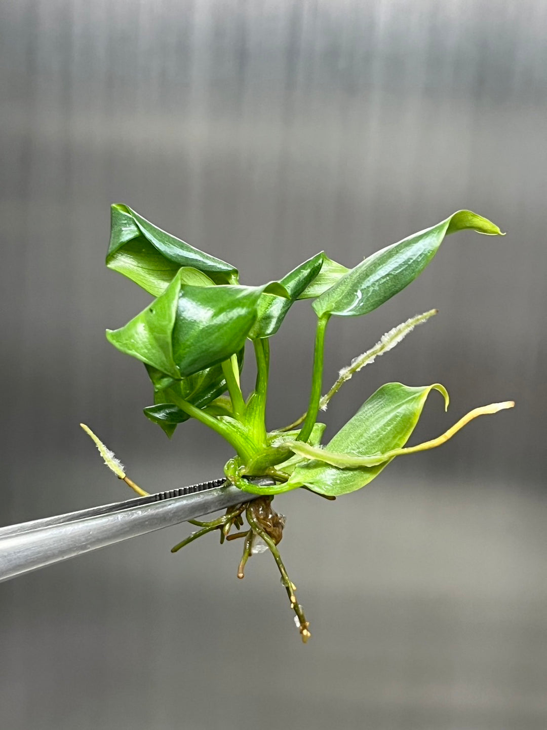 Philodendron McDowell Plantlets