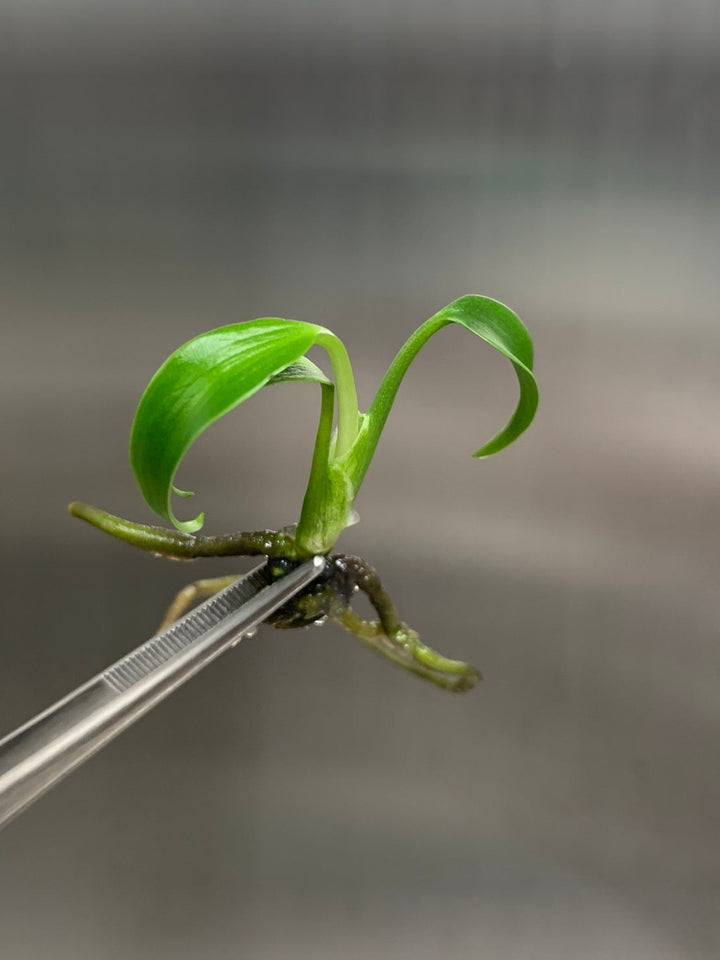 Monstera Burle Marx Flame tissue culture plantlet in metal tweezers against a neutral background.