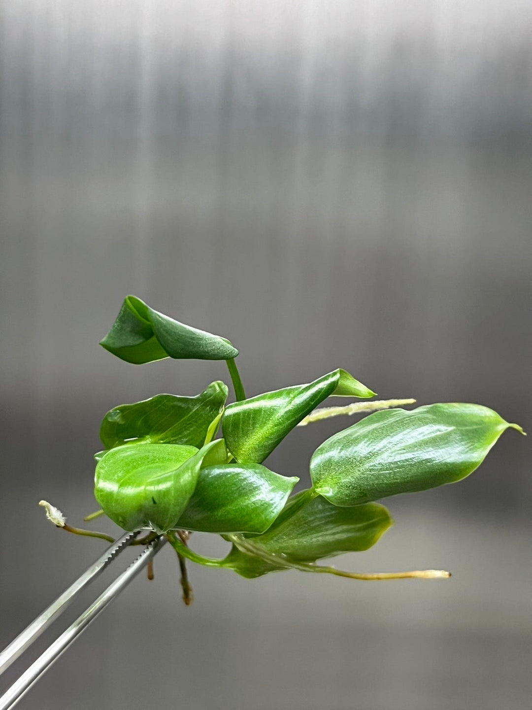 Philodendron McDowell tissue culture in agar gel, heart-shaped velvety leaves.