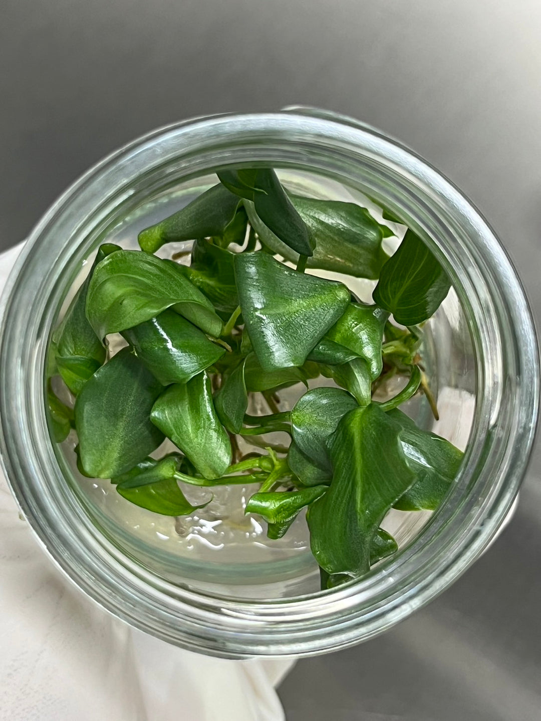 Philodendron McDowell tissue culture in agar gel, top view of heart-shaped leaves.