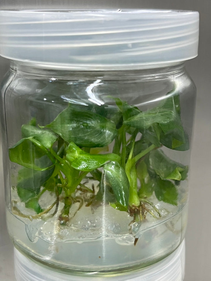 Philodendron McDowell tissue culture in agar gel jar.