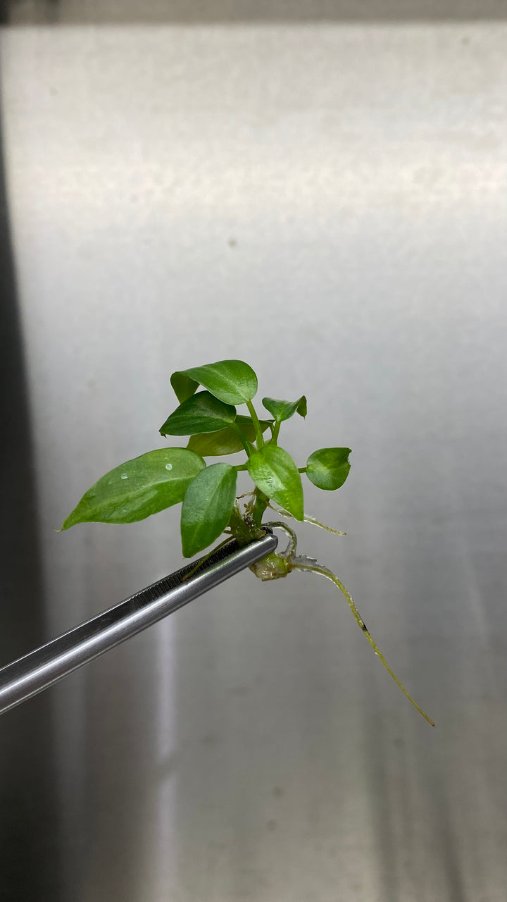 Philodendron Splendid (Verrucosum x Melanochrysum) Plantlets