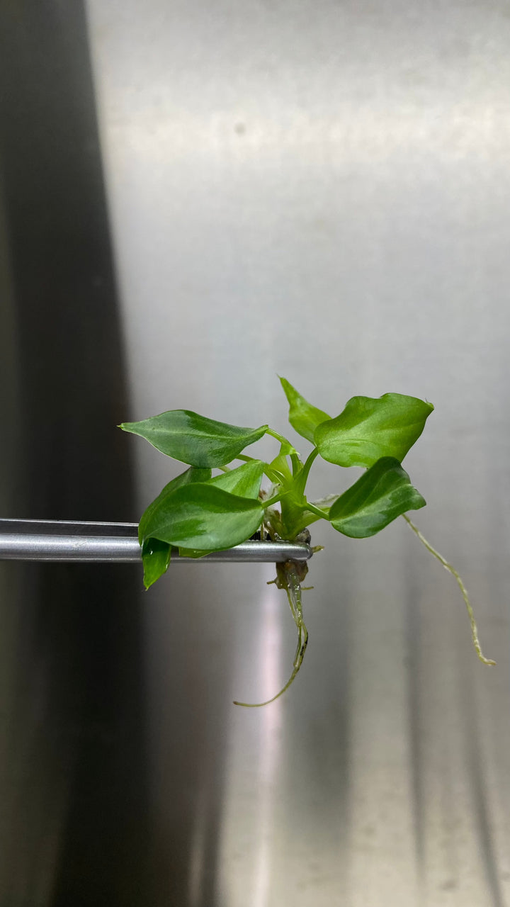 Philodendron Splendid (Verrucosum x Melanochrysum) Plantlets