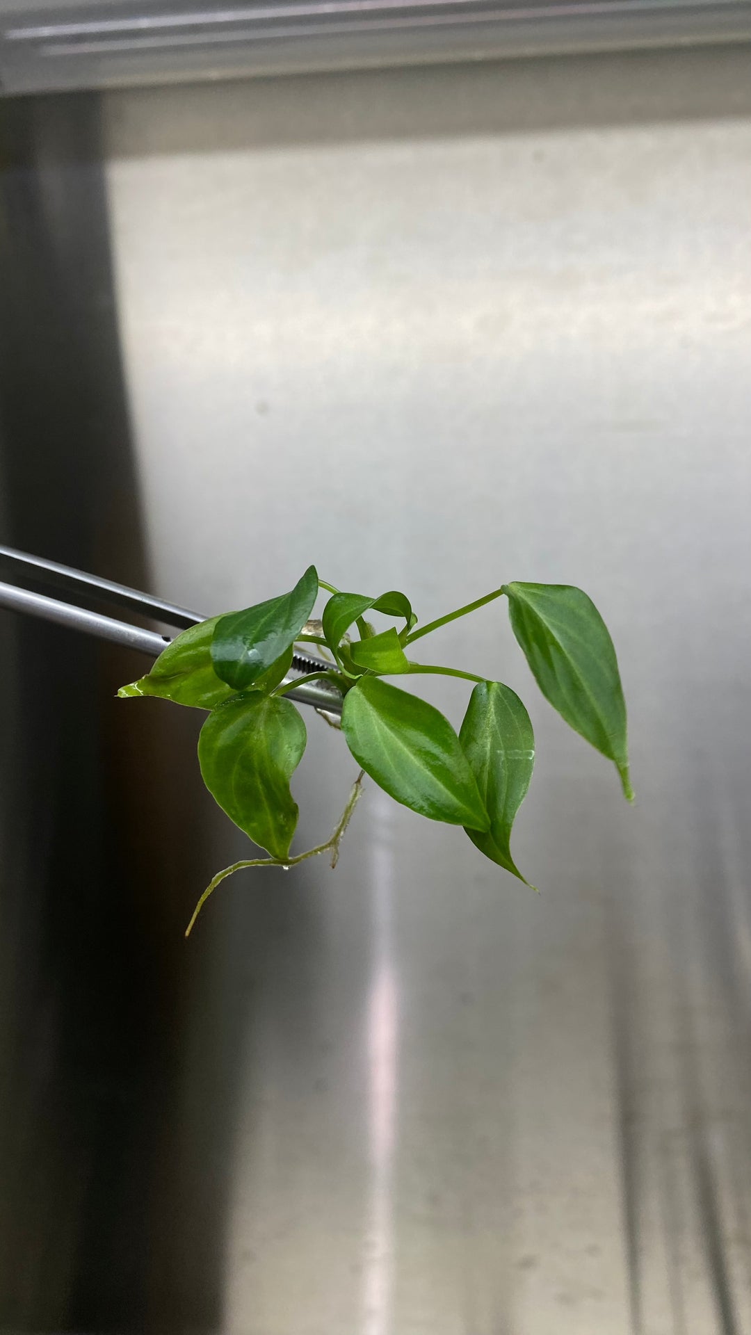 Philodendron Splendid (Verrucosum x Melanochrysum) Plantlets