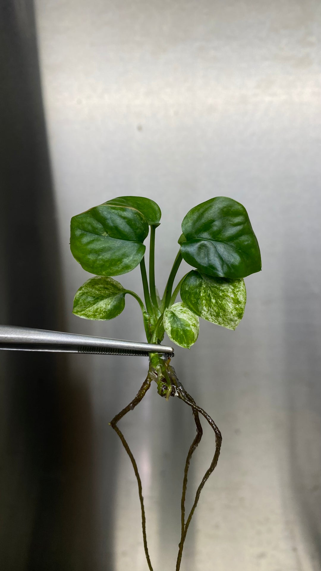 Epipremnum Pinnatum SP Bali Plantlet