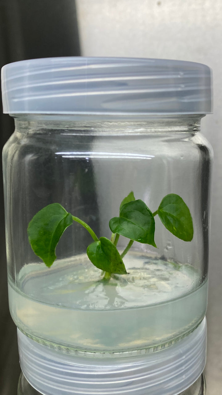 Anthurium Clarinervium Tissue Culture