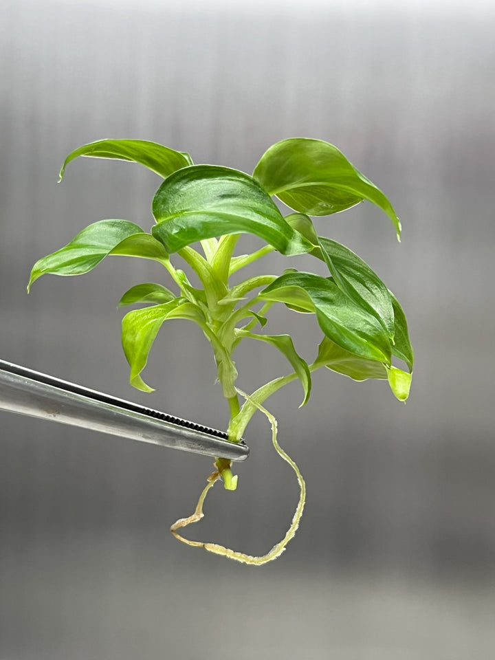 Philodendron Serpens Plantlets