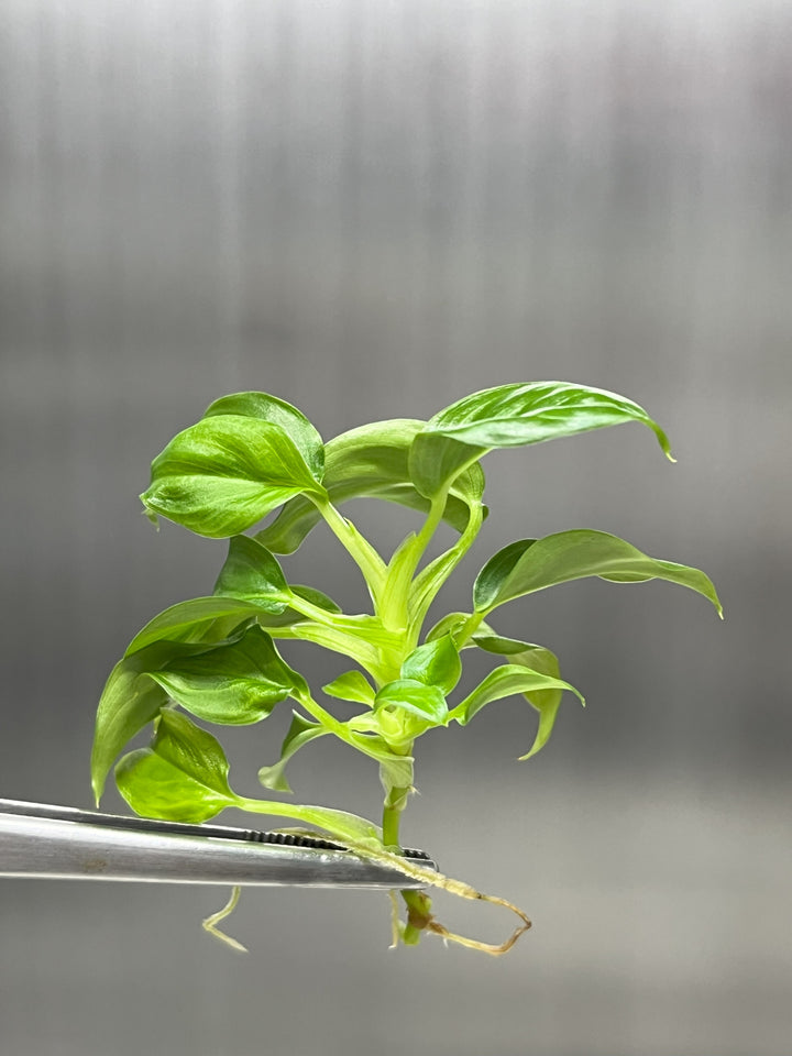 Philodendron Serpens Plantlets