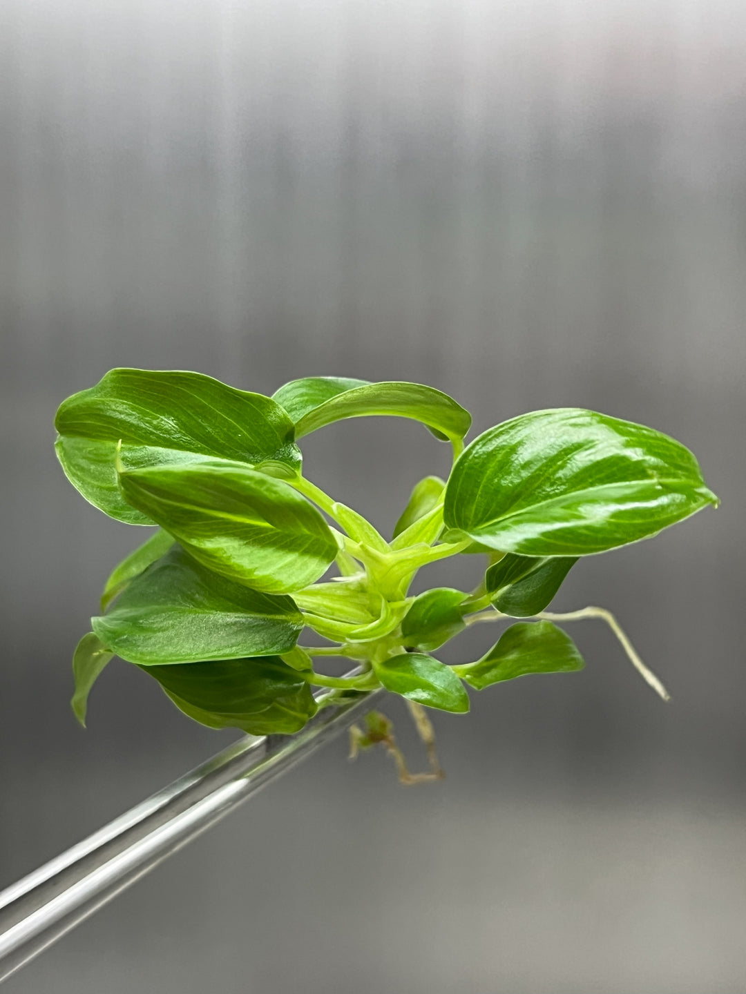 Philodendron Serpens Plantlets