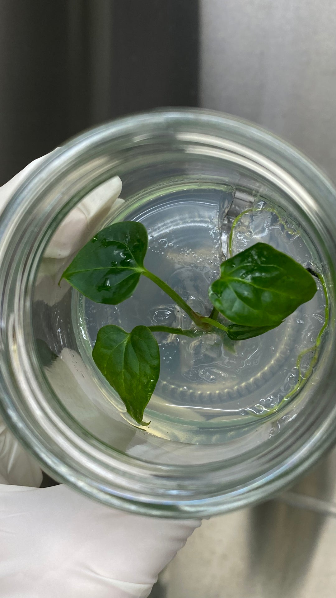 Anthurium Clarinervium Tissue Culture