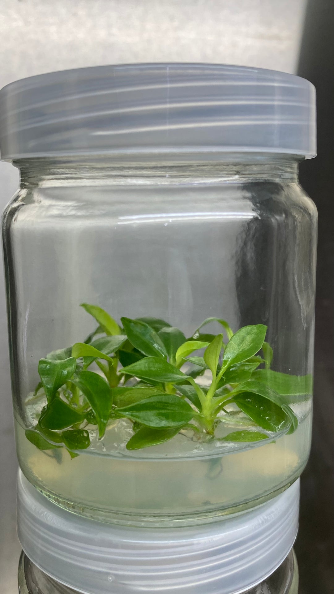 Philodendron Verrucosum tissue culture plantlets in agar gel jar, ready for acclimation.