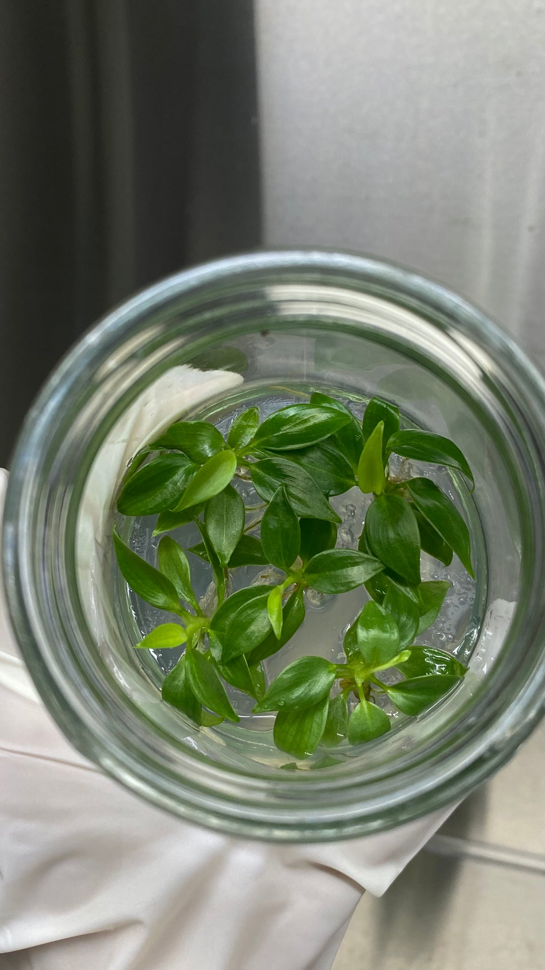 Philodendron Verrucosum tissue culture plantlets in agar gel viewed from above.