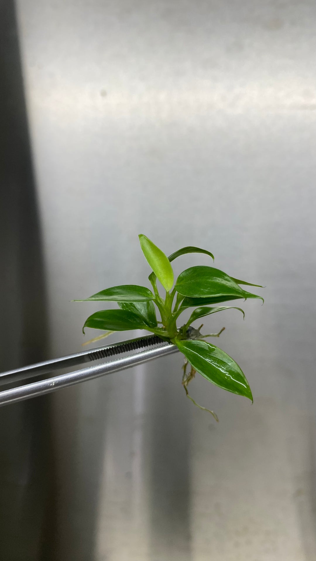 Philodendron Verrucosum tissue culture plantlet held with tweezers.