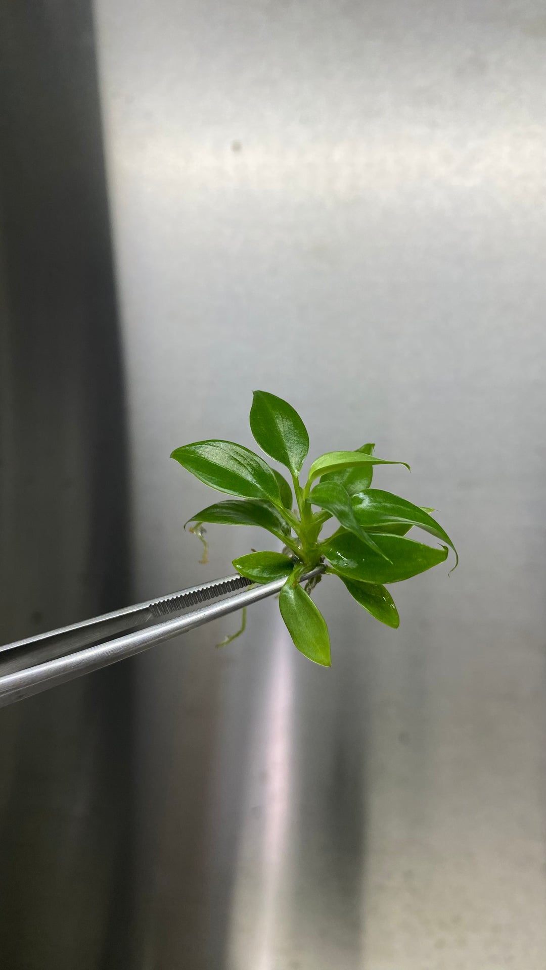 Philodendron Verrucosum tissue culture plantlet in agar gel.