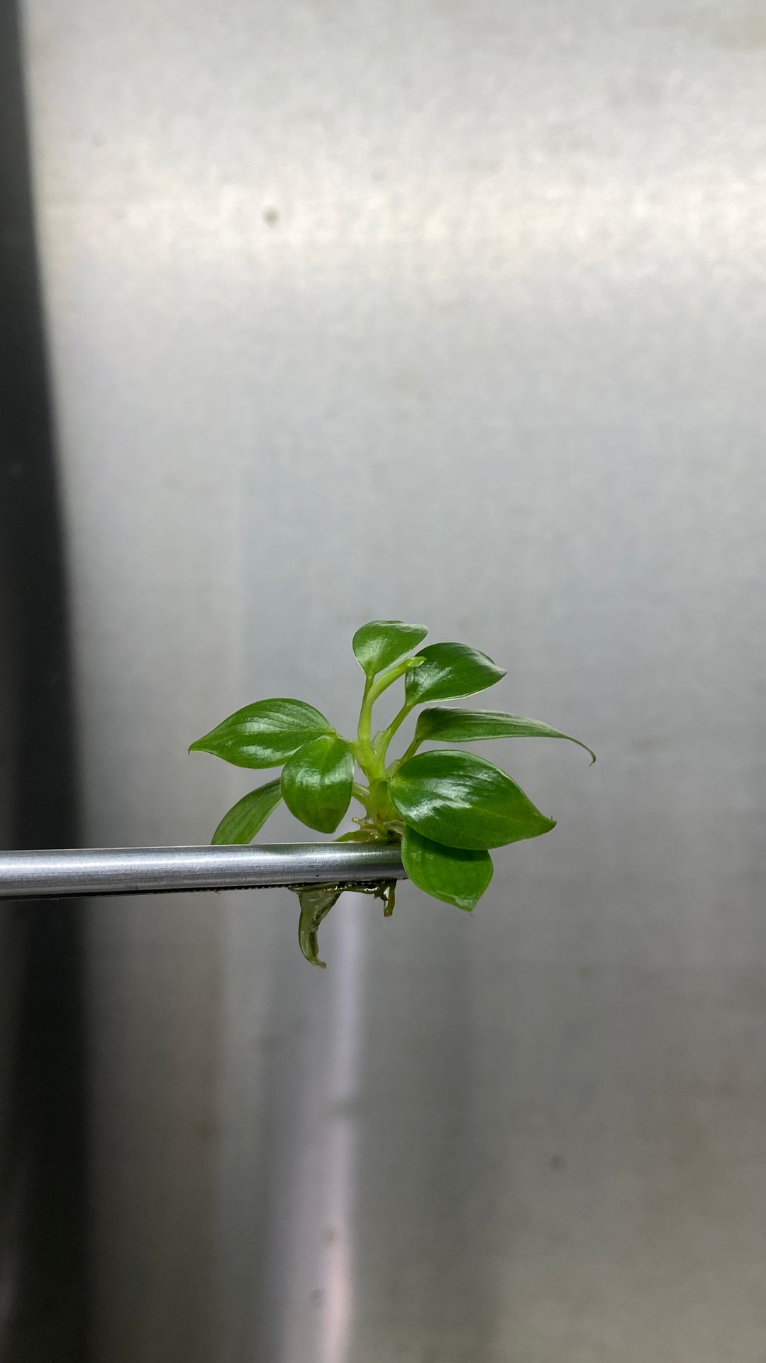 Philodendron Verrucosum Plantlets