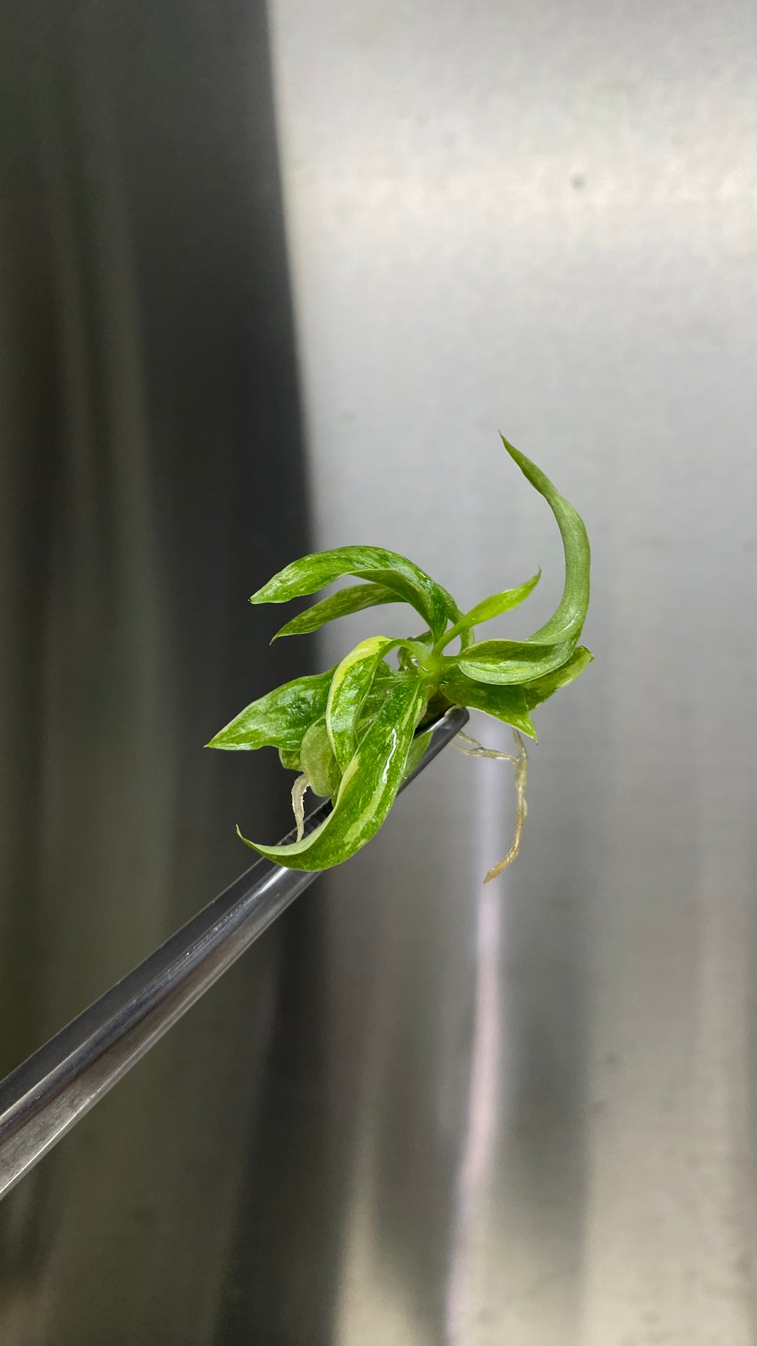 Philodendron Ring of Fire Plantlets