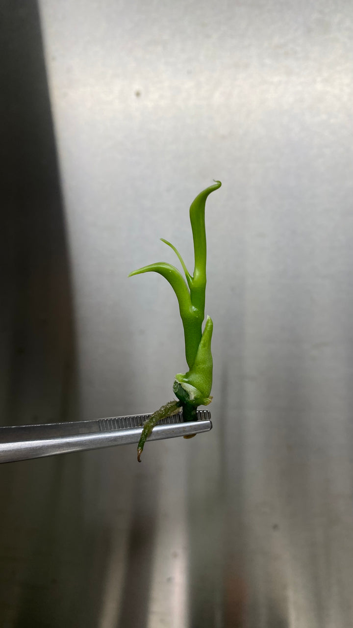 Vanilla Bean Orchid Plantlets