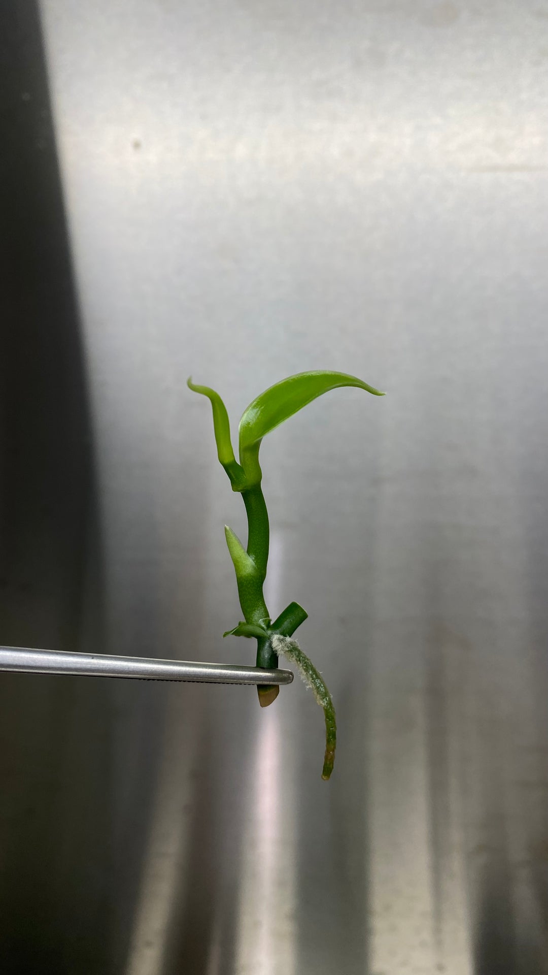 Vanilla Bean Orchid Plantlets