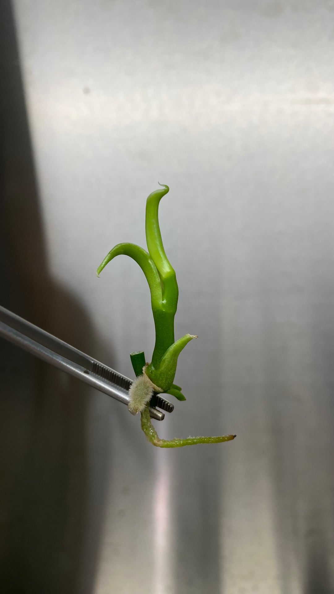 Vanilla Bean Orchid tissue culture plantlet in agar gel ready for acclimation.