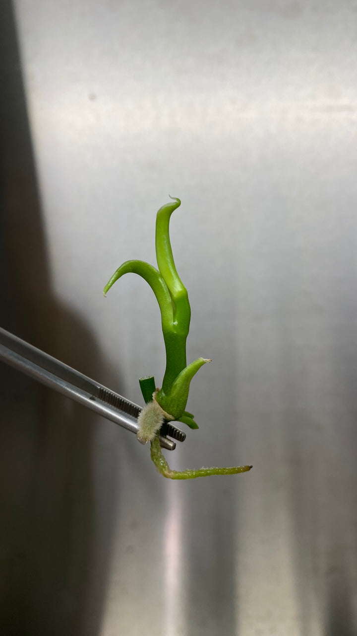 Vanilla Bean Orchid Plantlets