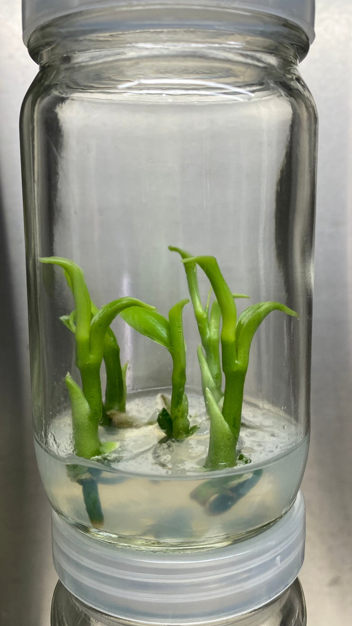 Vanilla Bean Orchid Plantlet Tissue Culture in Agar Gel Container