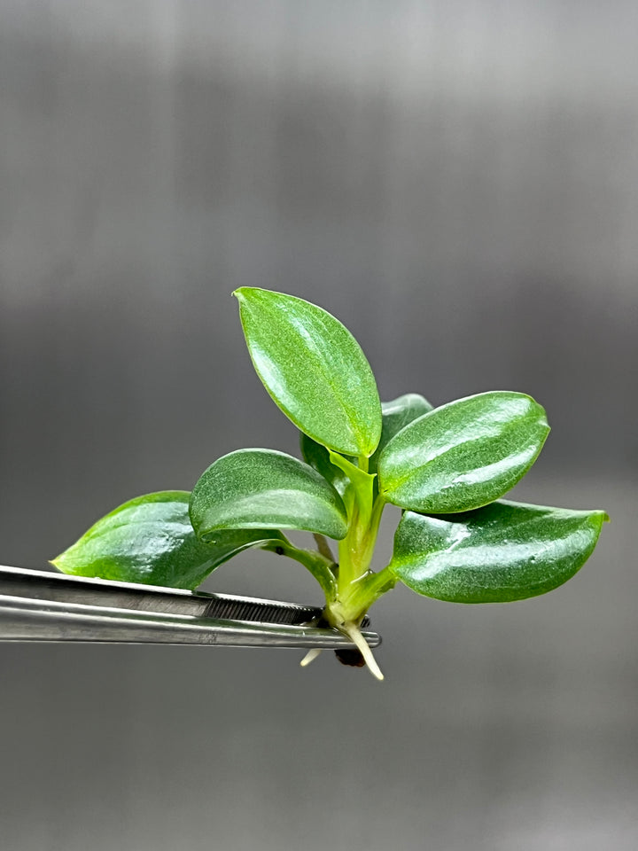 Philodendron Billienium H ( Billietiae x Pastazanum) Plantlet