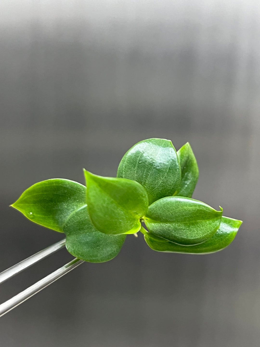 Philodendron Billienium H ( Billietiae x Pastazanum) Plantlet