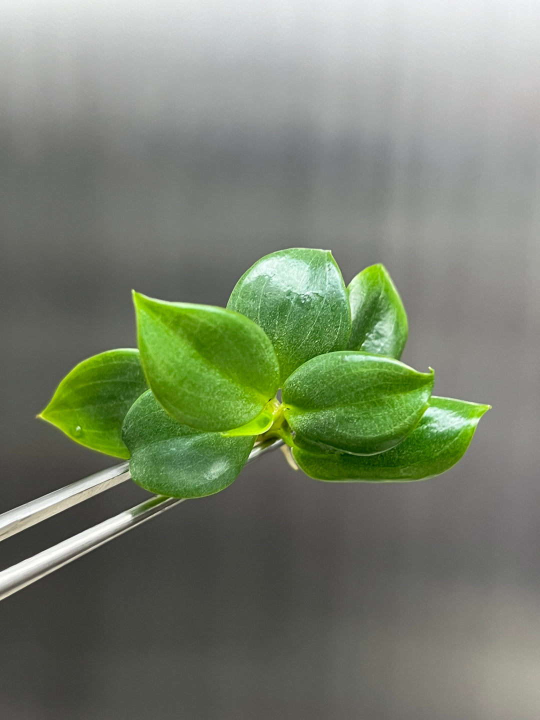 Philodendron Billienium H ( Billietiae x Pastazanum) Plantlet