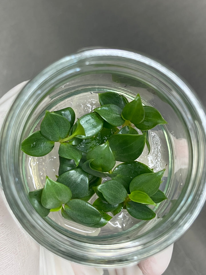 Philodendron Billienium H ( Billietiae x Pastazanum) Plantlet