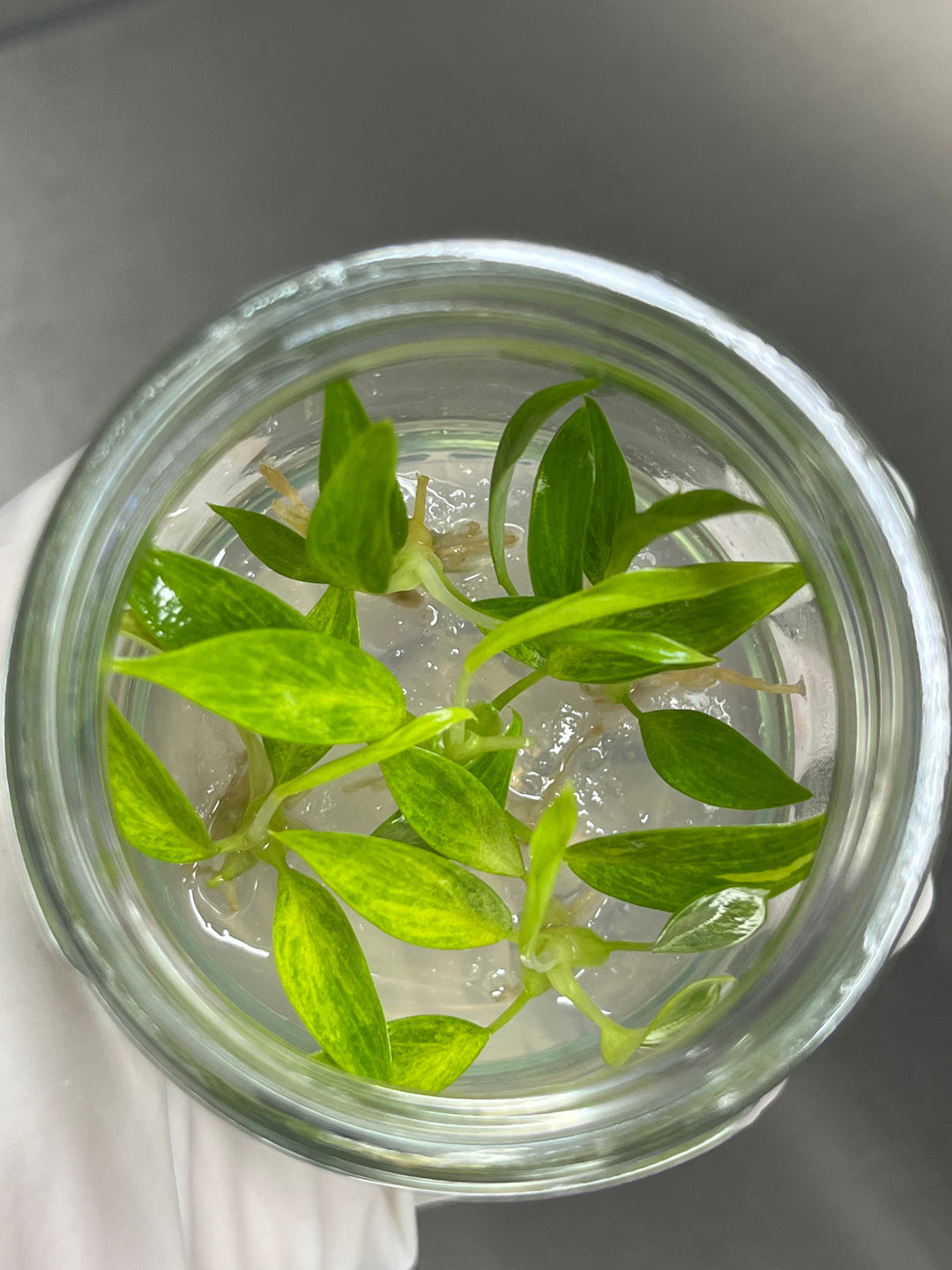 Philodendron Calkins Gold Plantlets