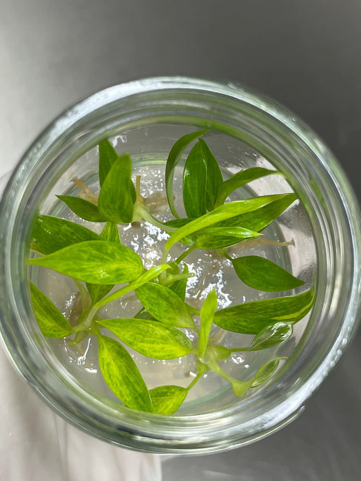 Philodendron Calkins Gold Plantlets