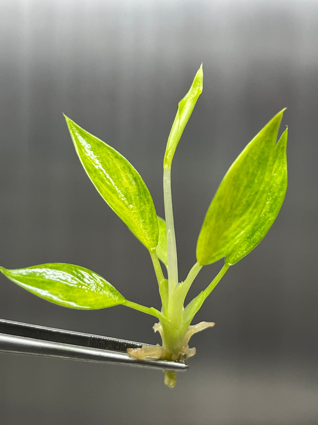 Philodendron Calkins Gold Plantlets