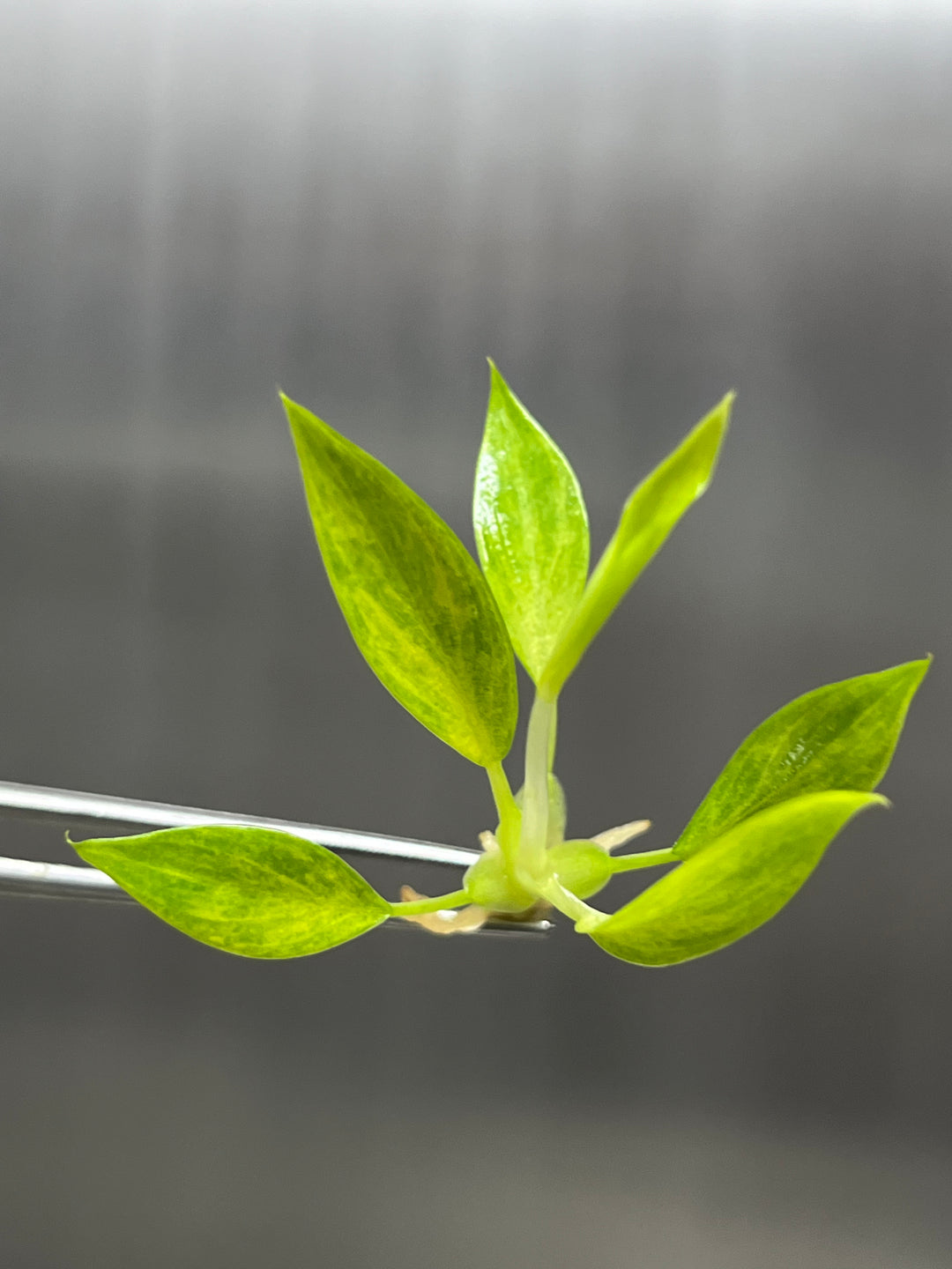 Philodendron Calkins Gold Plantlets