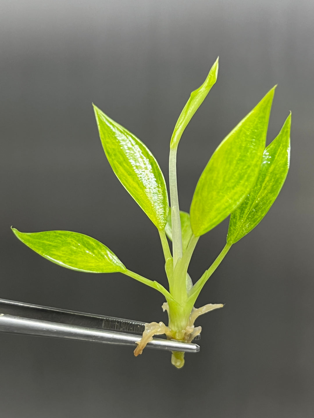 Philodendron Calkins Gold Plantlets