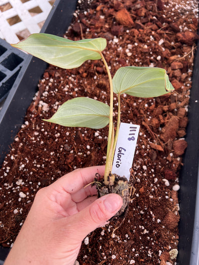 Philodendron Gloriosum-1118
