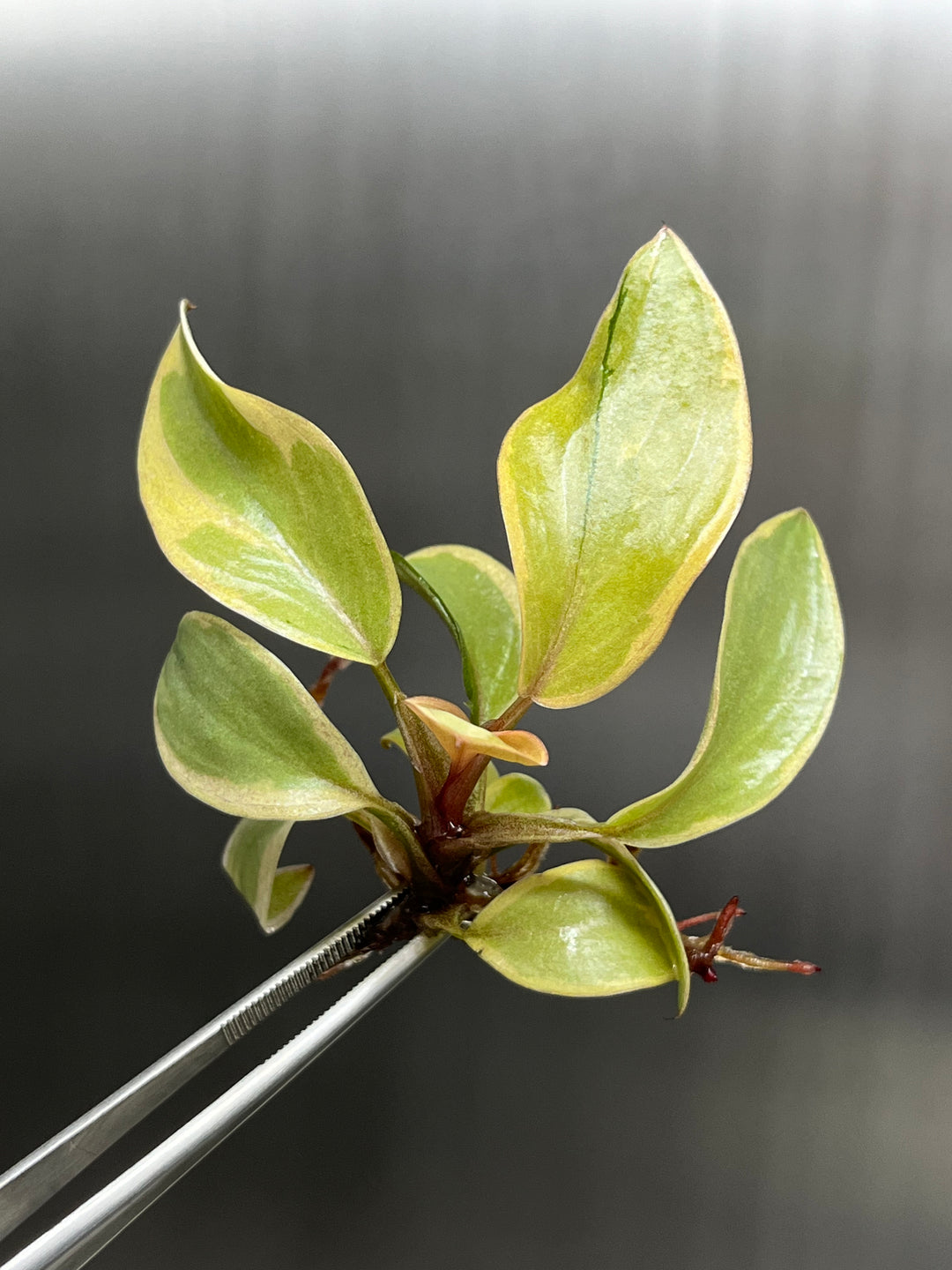 Philodendron Variegated Black Cardinal Tissue Culture