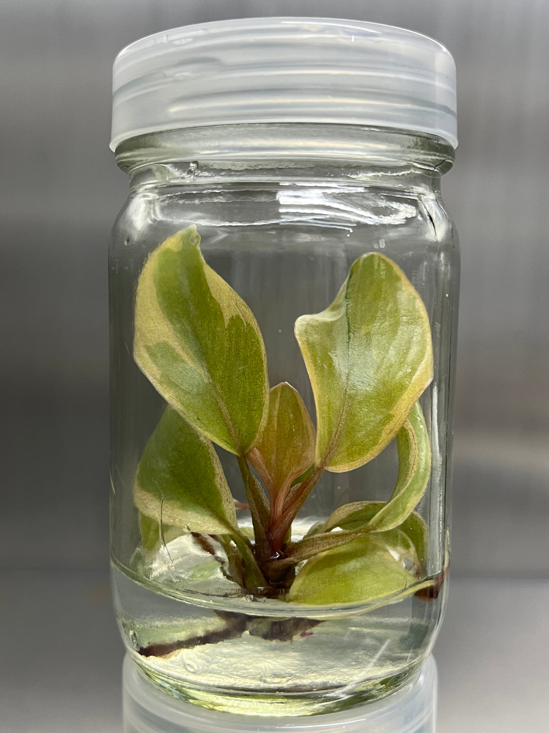 Philodendron Variegated Black Cardinal Tissue Culture