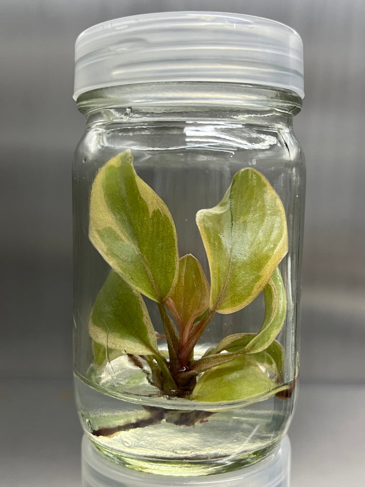 Philodendron Variegated Black Cardinal Tissue Culture
