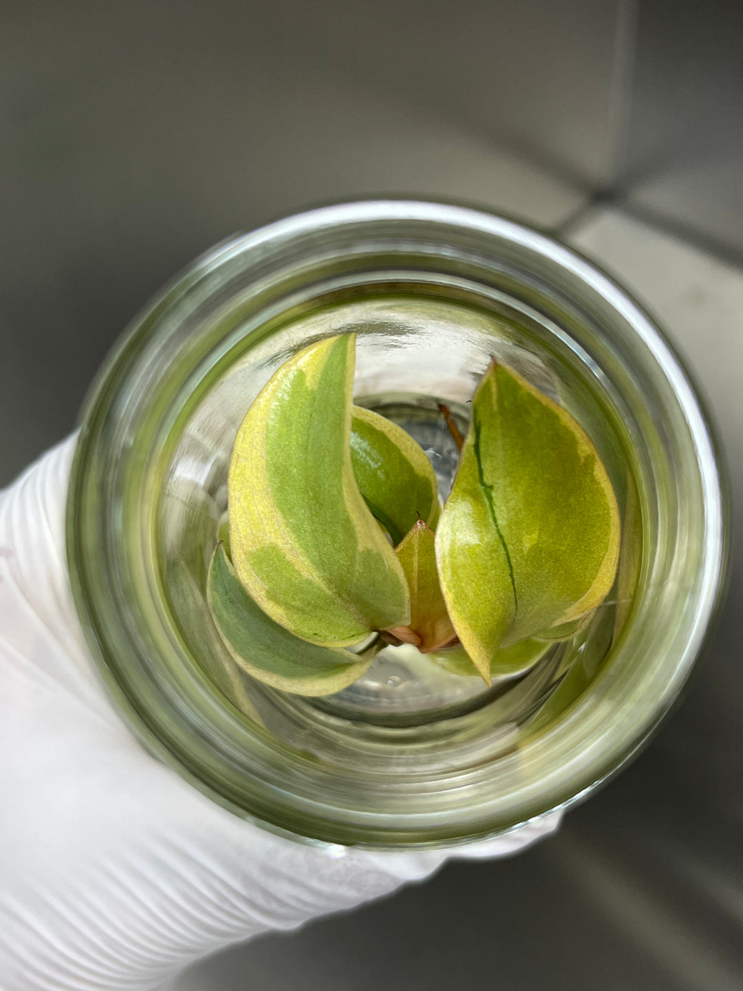 Philodendron Variegated Black Cardinal Tissue Culture
