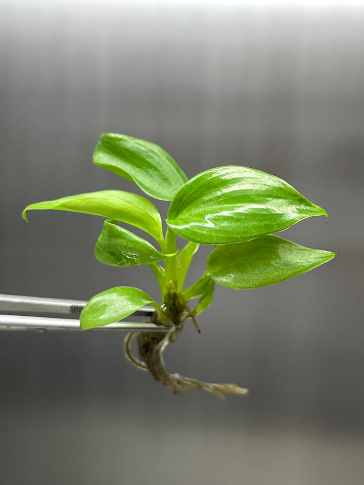 Philodendron Nangaritense Tissue Culture