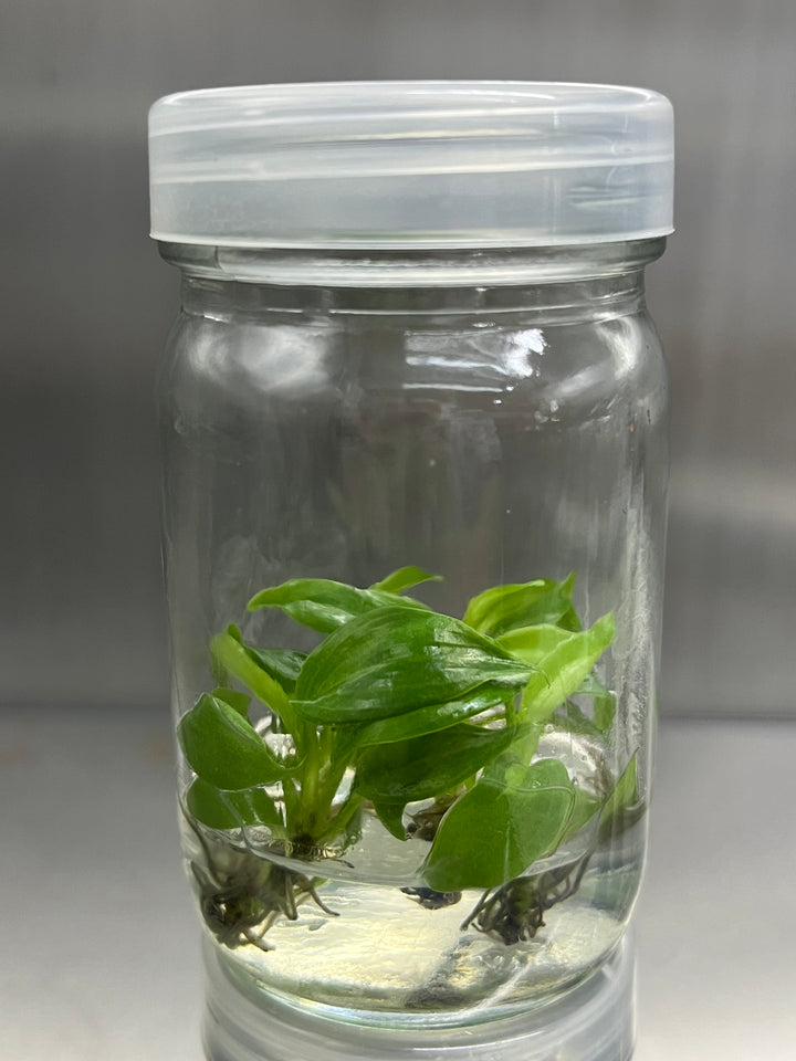 Philodendron Nangaritense Tissue Culture
