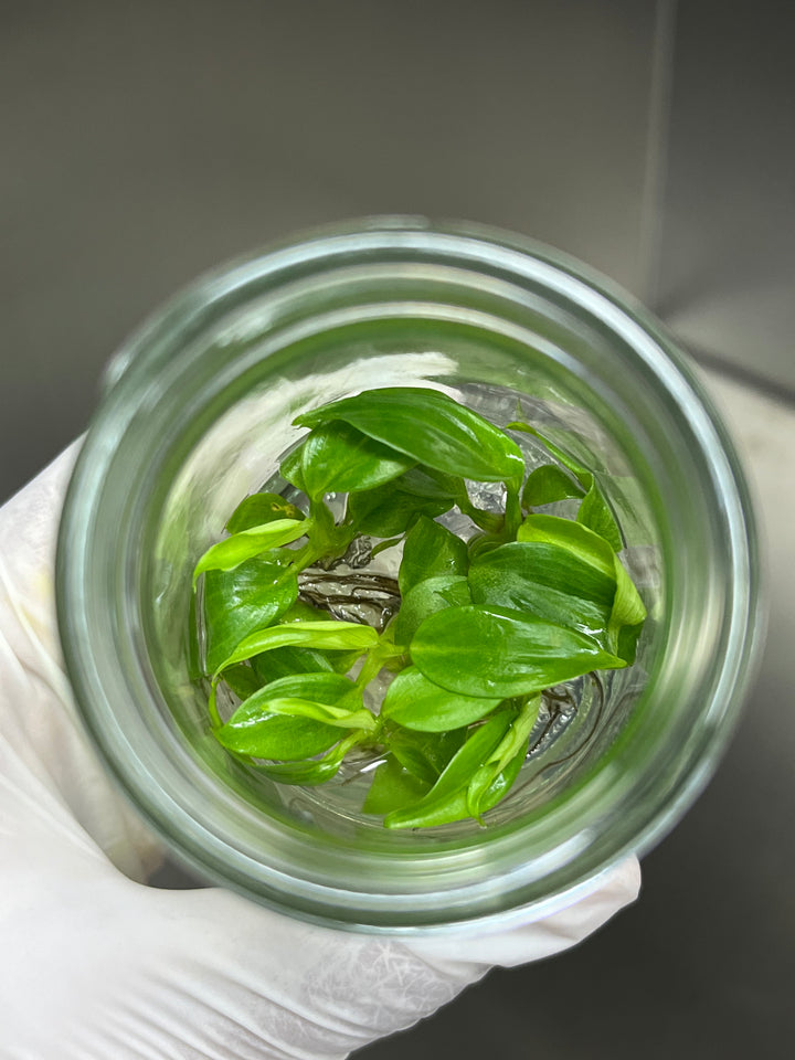 Philodendron Nangaritense Tissue Culture
