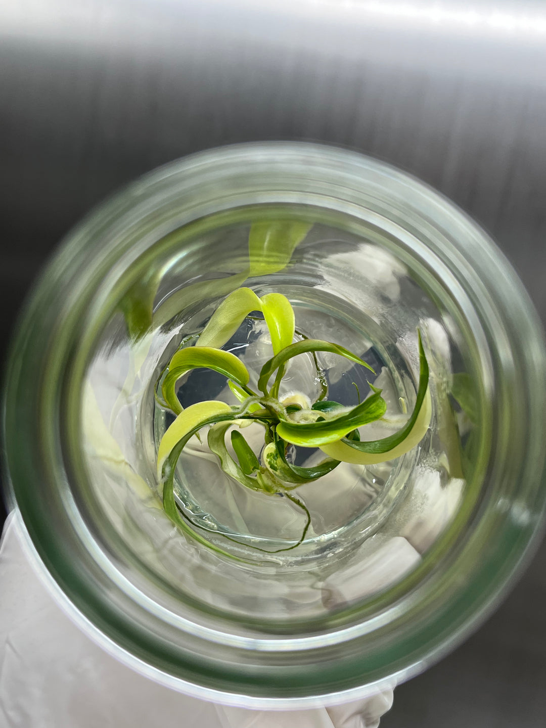 Philodendron Florida Beauty x Tortum tissue culture in a glass jar.