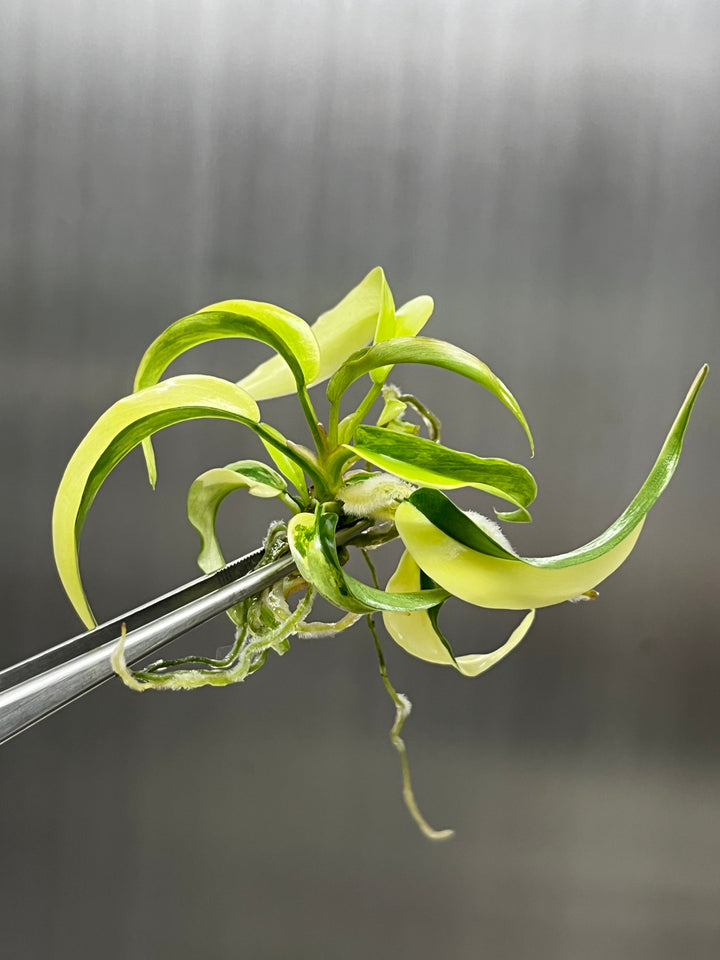 Philodendron Florida Beauty x Tortum tissue culture with vibrant leaves in agar gel for acclimation.