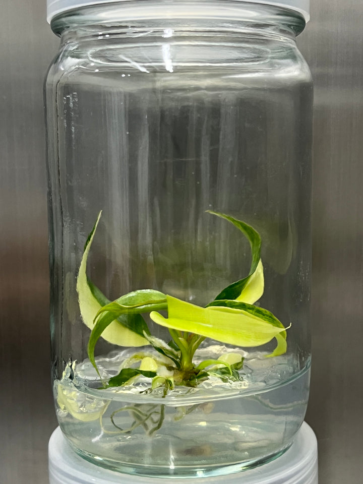 Philodendron Florida Beauty x Tortum tissue culture in glass jar, tropical plant with variegated leaves in agar gel.