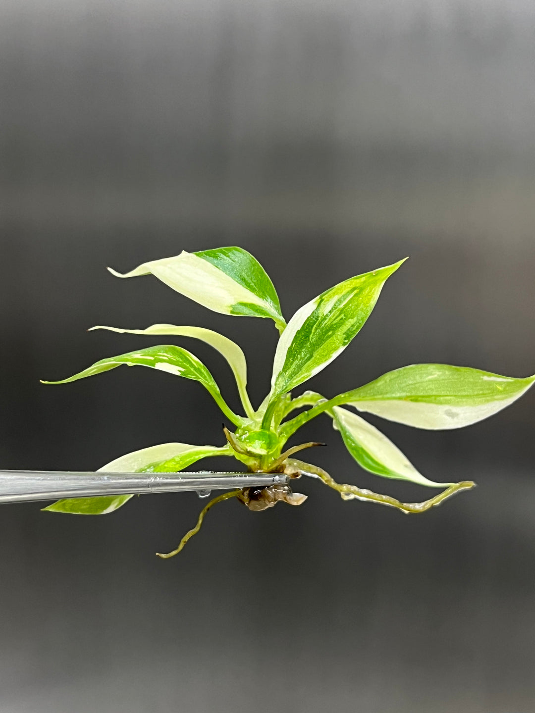 Philodendron Variegated Gloriosum Plantlet