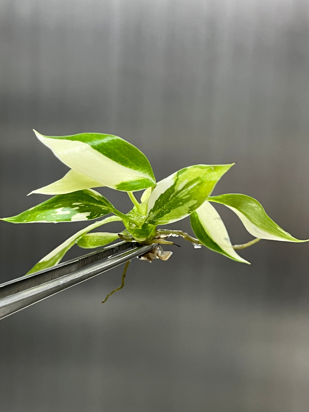 Philodendron Variegated Gloriosum Plantlet